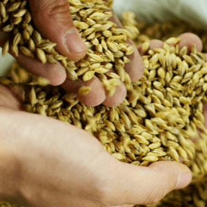 CEBADA. SIN ELLA NO HAY CERVEZA